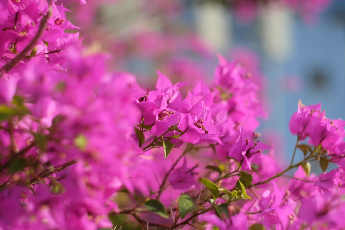 Blume