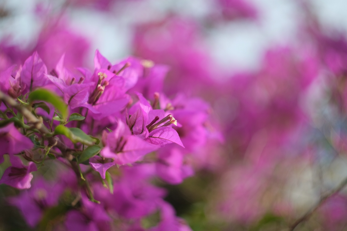 Blume