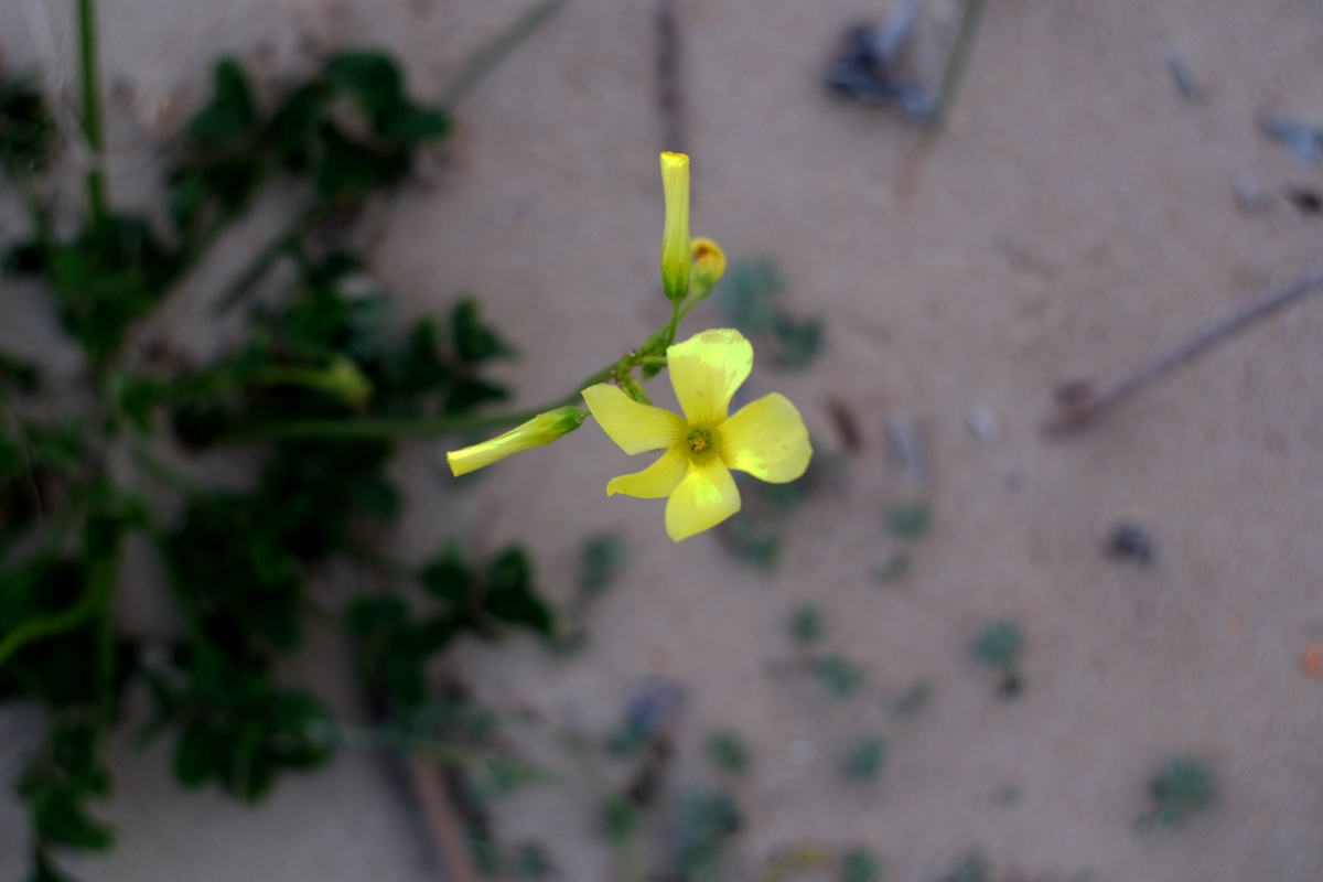 Blume