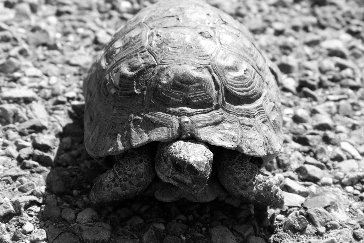Schildkröte
