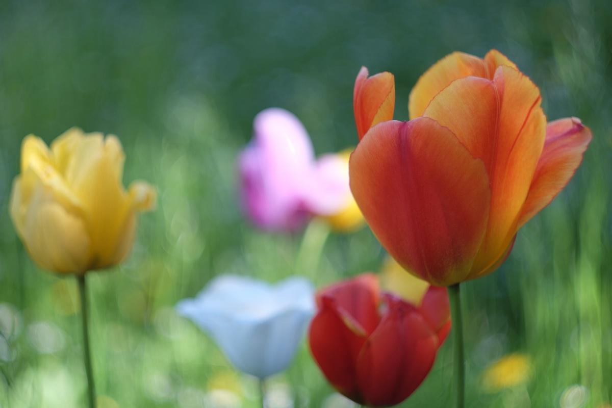 Tulpenwiese