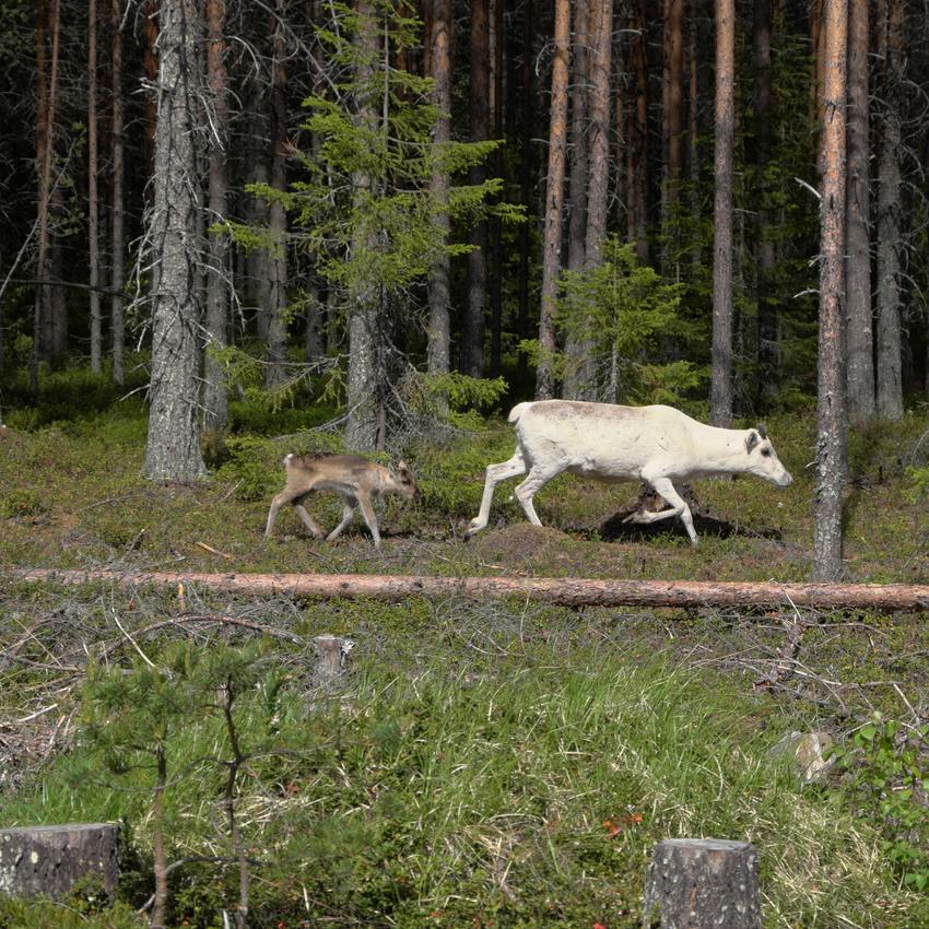 Rovaniemi