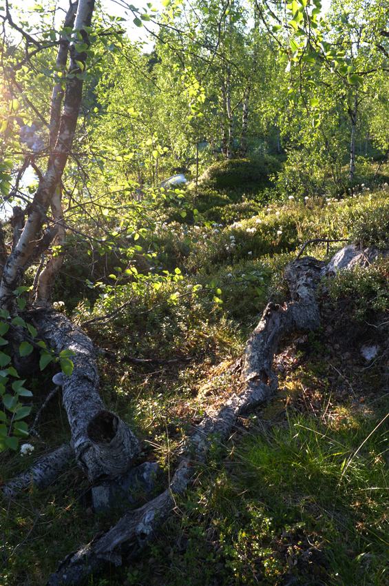 Landschaft