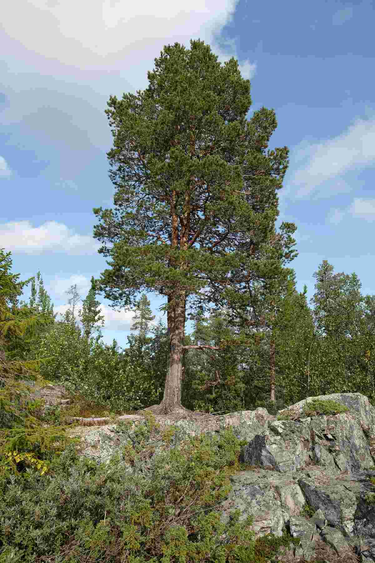 Stromschnellen